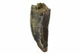 Serrated, Tyrannosaur (Nanotyrannus) Tooth - Montana #97459-1